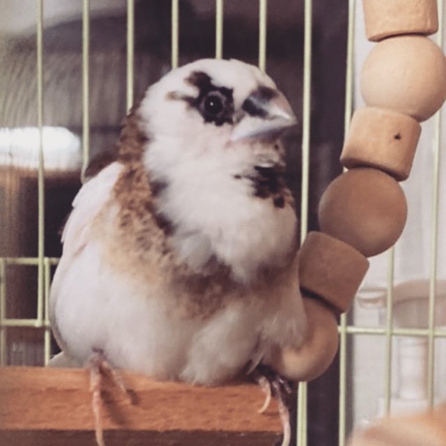 Ijx8AHkr0GbAEyb's tweet photo. 小鳥ちゃんを保護しました。#小鳥#保護 https://t.co/F0taPHALOZ