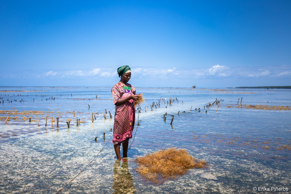 Fisheries & Aquaculture tweet media