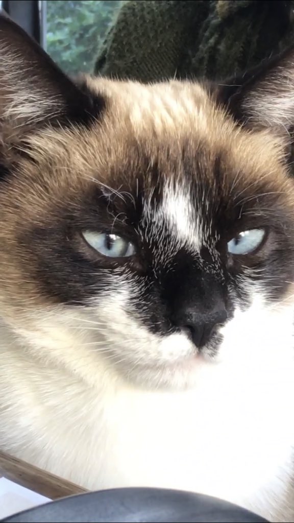 hola mi gata no aparece desde el domingo, nunca se había ido por tanto tiempo. Tiene aprox 2 años y responde a Olivia, es cruza con siamesa. Se perdio por santoto en la zona de la costanera.