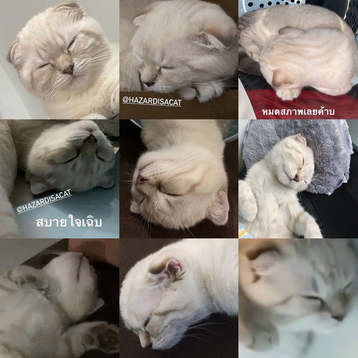 mewmorie tweet picture