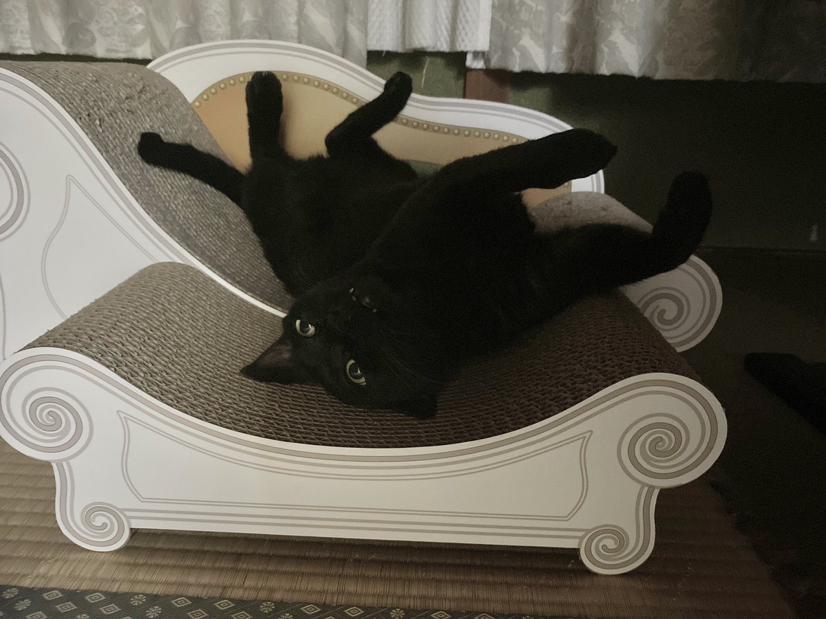 ねこへ 深夜にへんなポーズで寝ないでください ヤバいもんが視えたかと思って心臓が一瞬止まりました 飼い主より Togetter ねこへ 深夜にへんなポーズで寝ないでください ヤバいもんが視えたかと思って心臓が一瞬止まりました 飼い主より Togetter