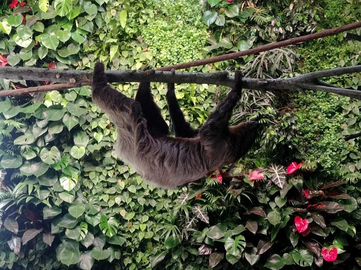 IlFriuli's tweet photo. 🦥'Passeggiando all’imbrunire' al Parco #Zoo Punta Verde di #Lignano diventa formato #famiglia per osservare le #specienotturne come il #Leopardodellenevi, #linci, #puma e il #bradipo
https://t.co/xjT4pEMqEu’imbrunire--al-parco-zoo-punta-verde-diventa-formato-famiglia/13/247185 https://t.co/5AgRgDaEII