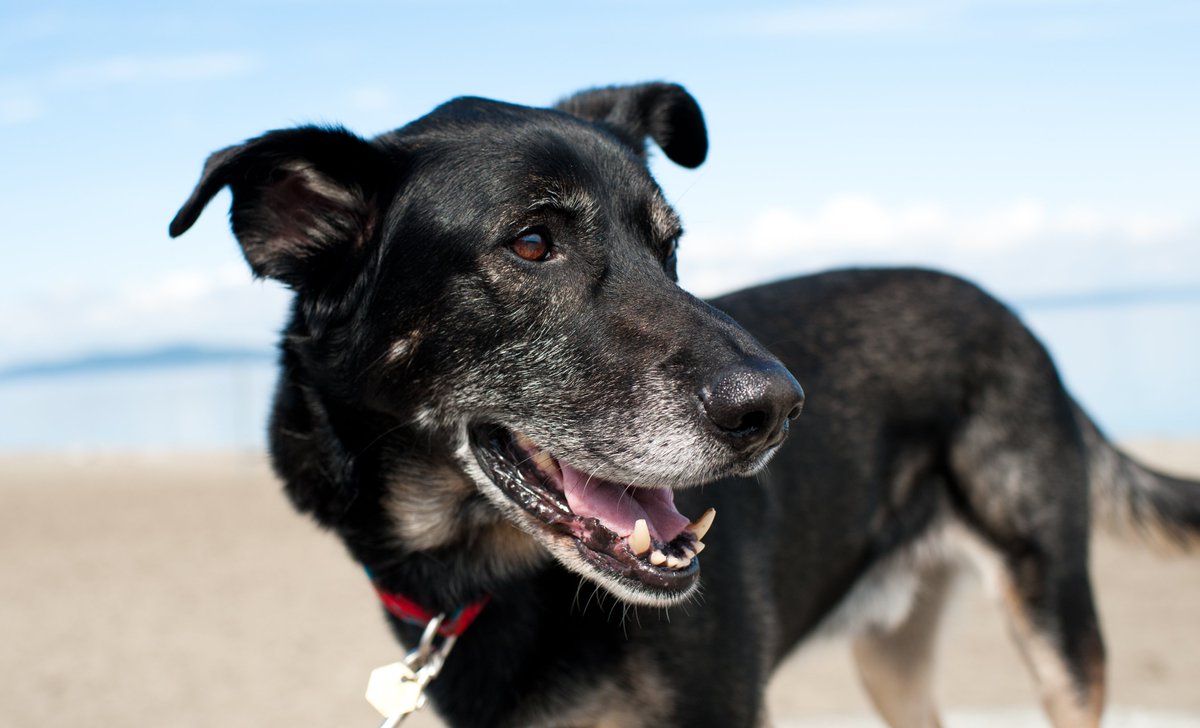 Is your dog getting older? Does your dog need to change to senior food? 

There is no rule that says you must change your dog to a senior food. However, for some dogs there may be benefits. We’ve put together some of these benefits here: bit.ly/3x0xZM8
