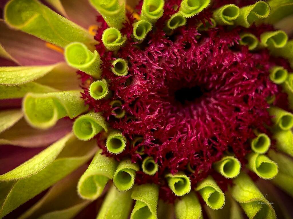 Jimrow's tweet image. Boom. 
.
.
.
.
#littlethings #macrophotography  #flowersofinstagram instagr.am/p/CR39URCjhhi/