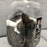 どうやって入った？なんで熟睡できる!？行動が謎な猫ちゃんw