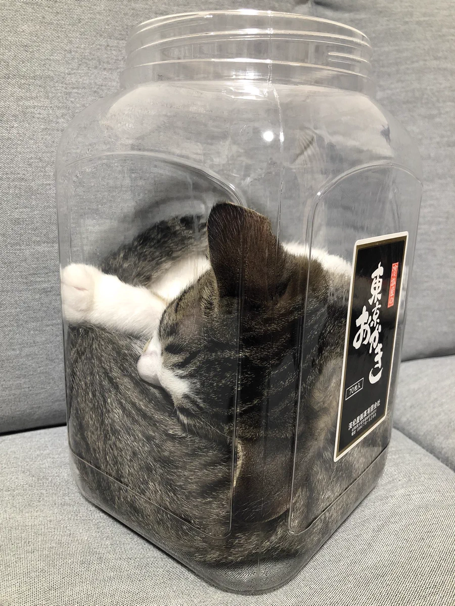 どうやって入った？なんで熟睡できる！？行動が謎な猫ちゃんｗｗ