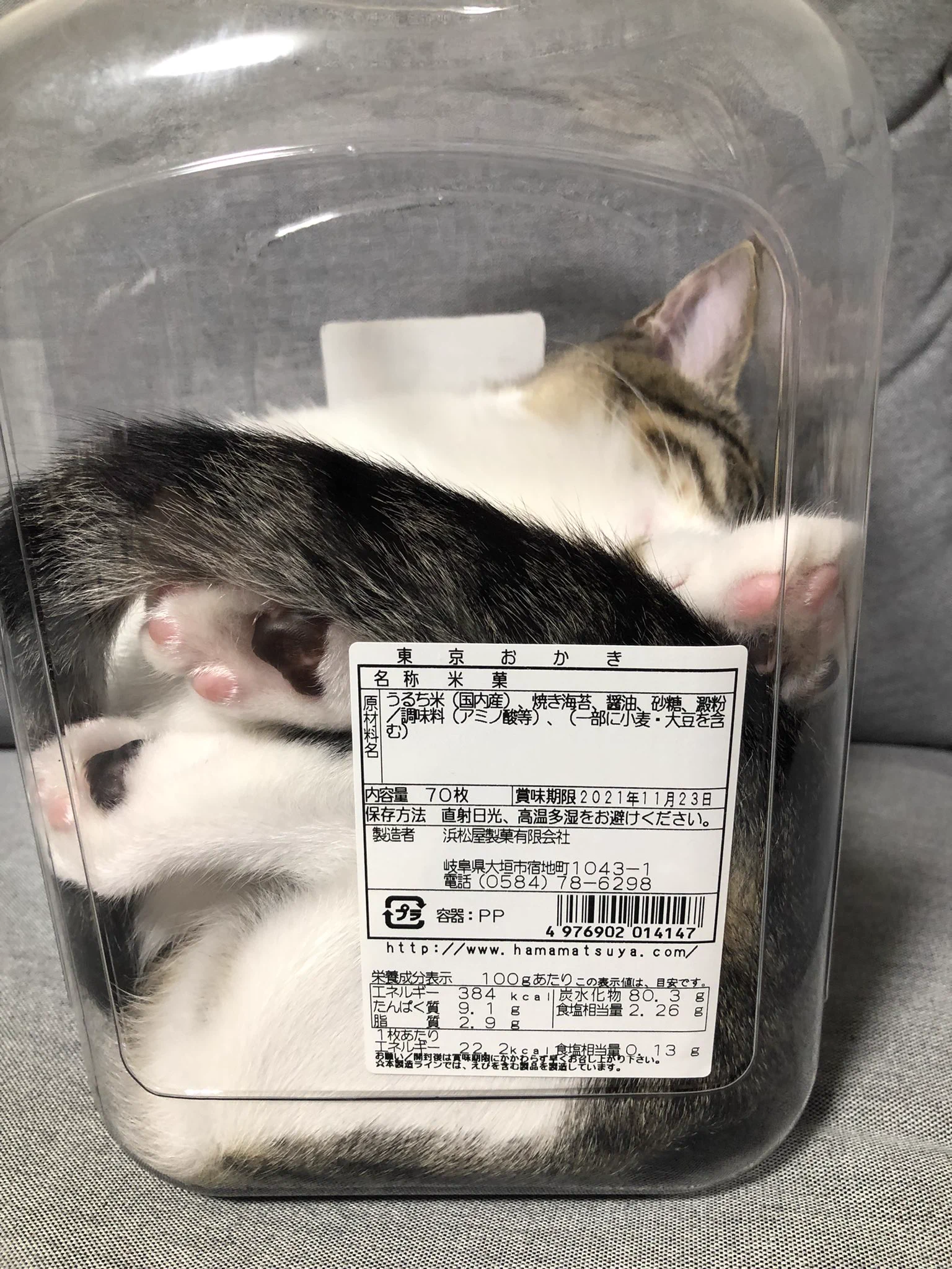 どうやって入った？なんで熟睡できる！？行動が謎な猫ちゃんｗｗ