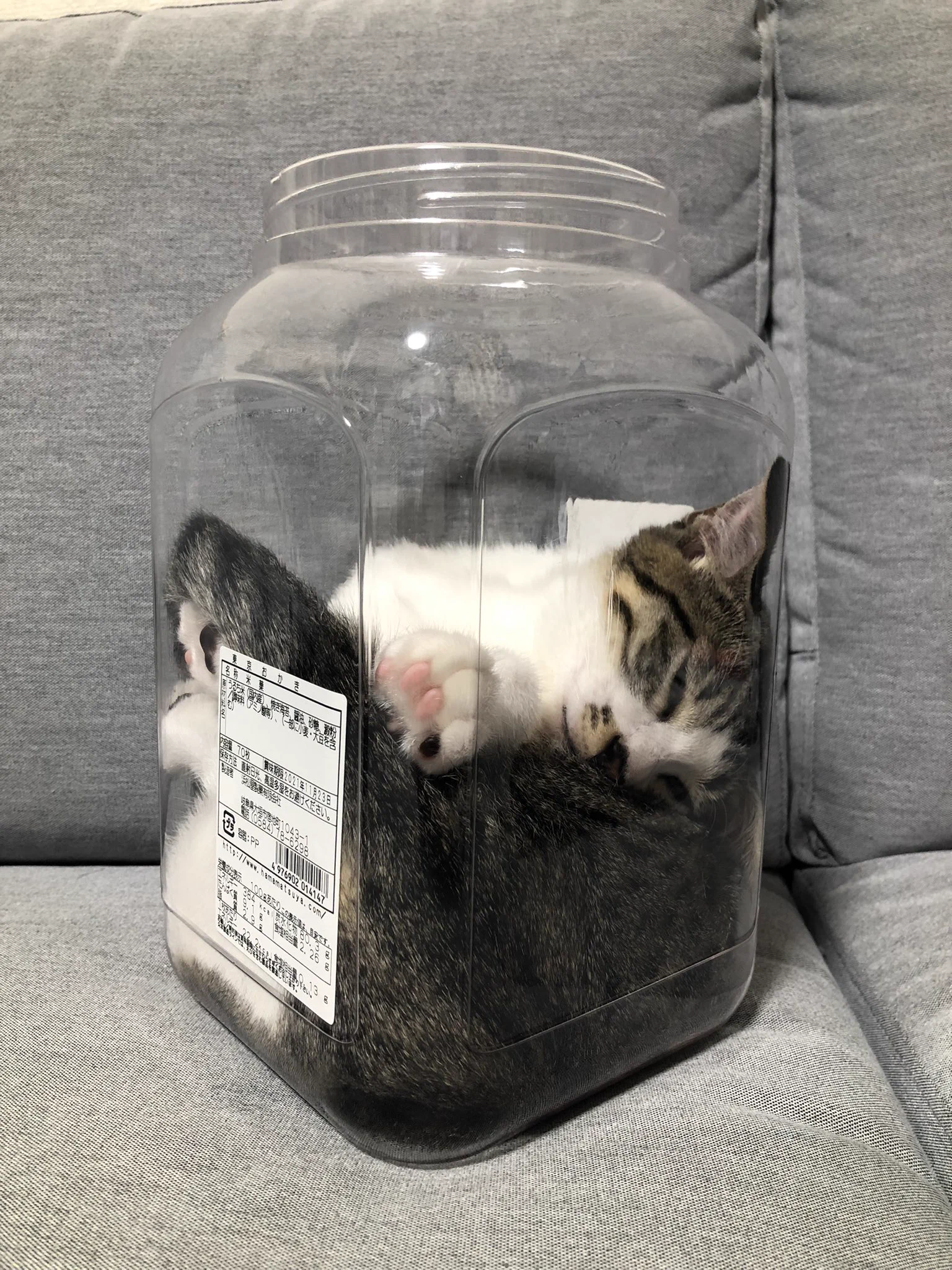 どうやって入った？なんで熟睡できる！？行動が謎な猫ちゃんｗｗ