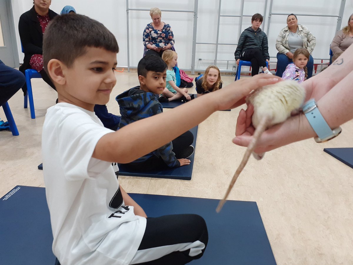 MancLibraries's tweet photo. O my days! Rats, pythons, Colin the Mexican hissing Cockroach &amp; a giant African snail called Gary! These kids definitely #WildWorldHeroes Thanks @zoolabs for really great session with Lydia @  #AbrahamMossLibrary ! Thanks also to @Abraham_Moss for PE Hall @ReadMCR @readingagency https://t.co/JAnAF9N6lQ