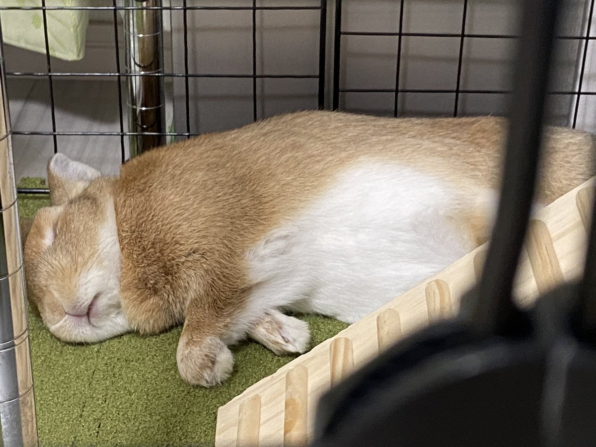 飼い主は、
ストレスが溜まってしまいました💢
↑人の愚痴を聞いていたら、
イライラをもらっちゃったwww苦笑)

今夜は 眠い眠いです〜🐰💤
おやすみなさい〜🌙🥱

#おやすみ #おやすみ日本 #また明日ね