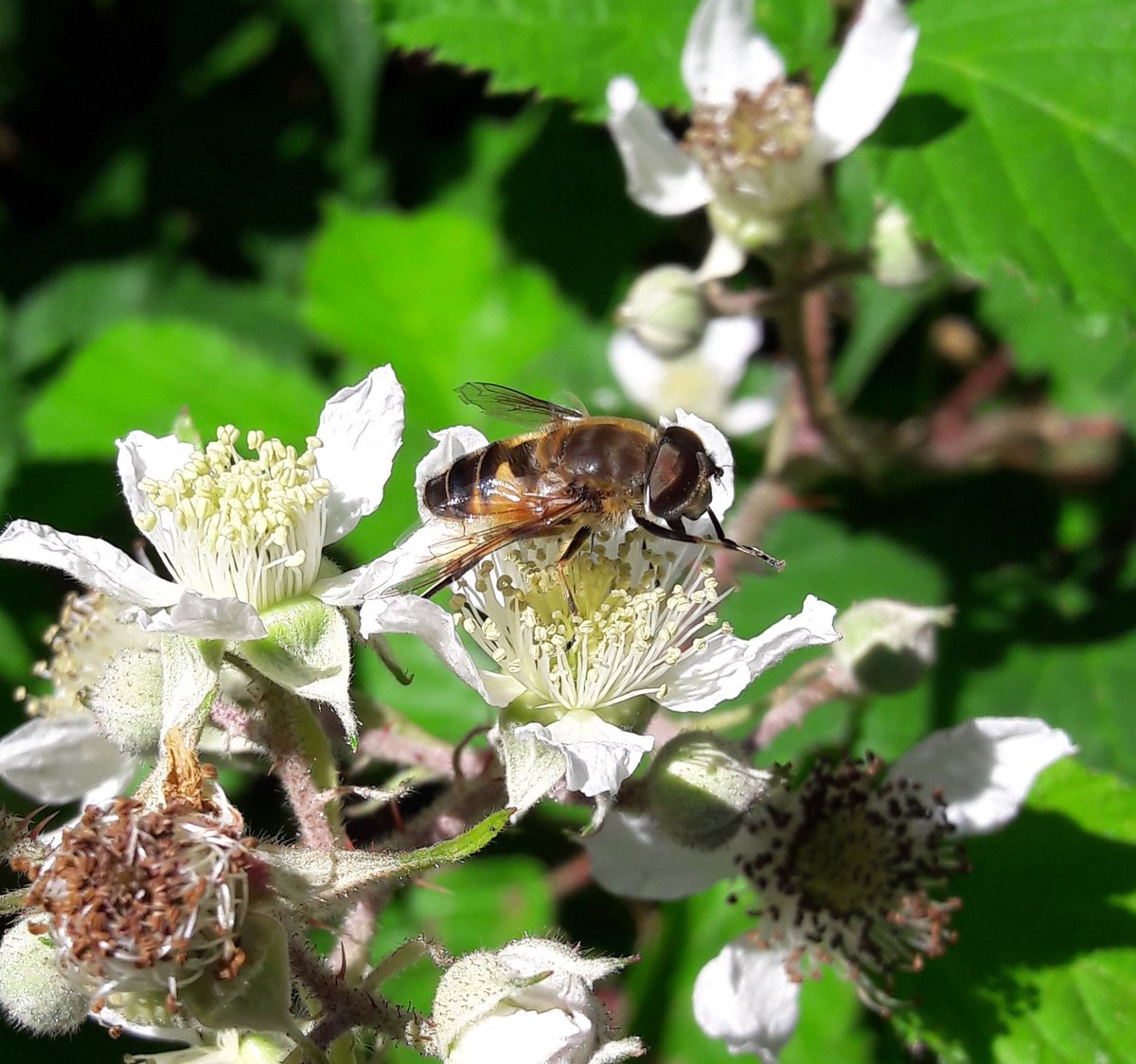 sirfidos's tweet photo. And today loads of #Eristalis and #Volucella hoverflies visiting the Rubus flowers in the Sierra de #Guadarrama, clearly more abundant than honey bees and bumble bees together. Great influence of hoverflies in the Rubus pollination is expected then. @UAdivulga @cmhmaliani https://t.co/bOiSG8UjTx