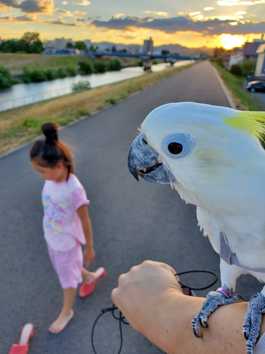 アルーキバタン