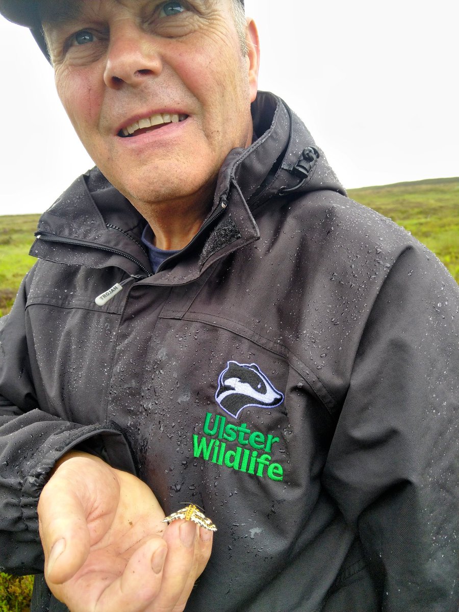 Came across hundreds of magpie moths hiding in a patch of heather on blanket bog on a very wet day in Carn Glenshane SAC @UlsterWildlife @theCANNproject @PeatlandConserv @savebutterflies @BCNI_