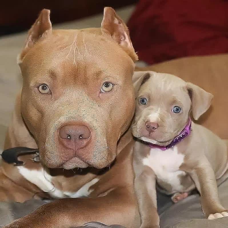 PITBULL's 🐶❤ (@amopitbulls1) on Twitter photo 
