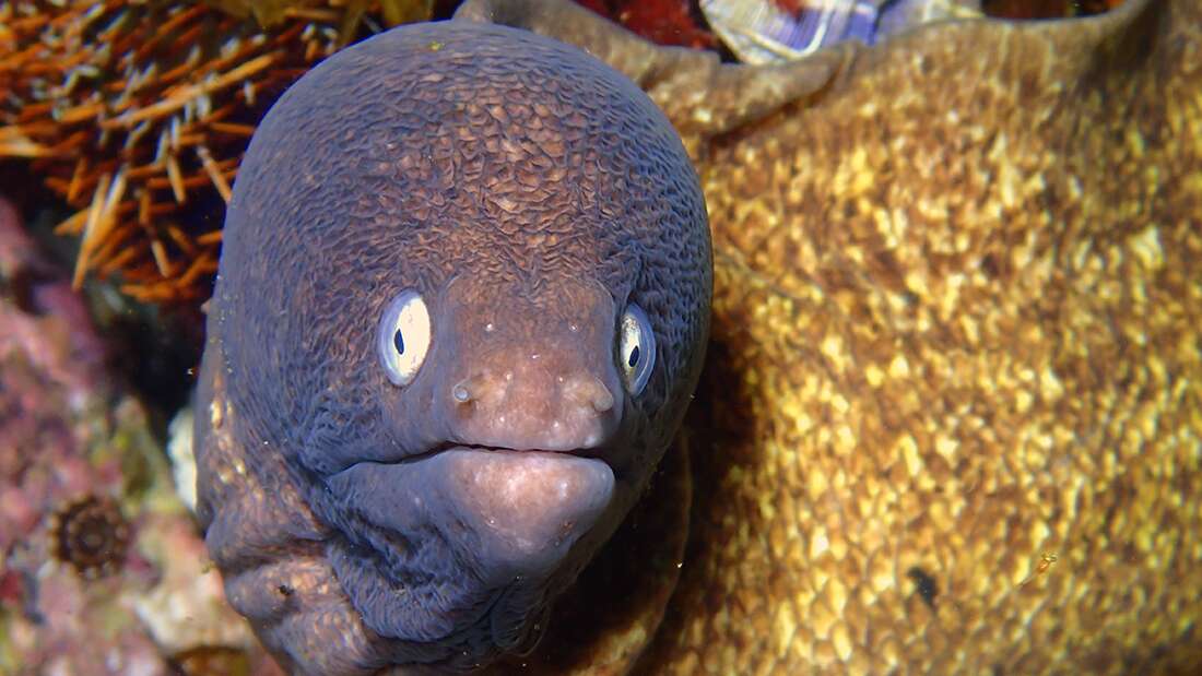 IFLScience's tweet photo. Man Attempts To Cure Constipation Via An Eel In His Anus, Nearly Dies
https://t.co/e2KsNzKKJZ https://t.co/J9oJ2mUfzu