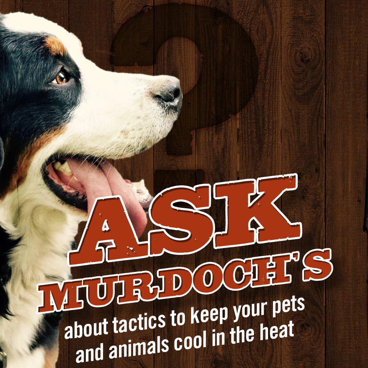 It's hot! Pets and animals can suffer in the heat. For tips on keeping them cool, hydrated, and safe during midsummer heat, Ask Murdoch's.

Check back this and every Wednesday with your questions for Murdoch's experts. We address a new topic every week.