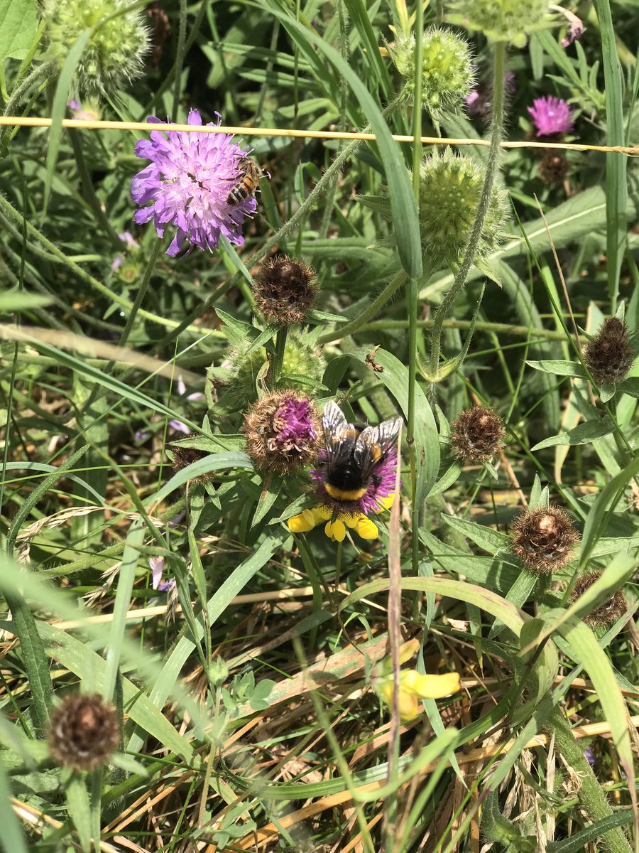 YorkWallsFest's tweet photo. #YorkWallsFestival SEVENTEEN DAYS TO GO! #WhereInYork are the #Walls Festival Team today, & who are they partnering with (pictured) on an exciting #ecological project? Part of this year’s #Festival on (& before) 14/15 August, keep your eyes peeled for #walks & #talks #OnlyInYork https://t.co/8LZXXavC9D
