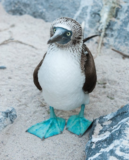 hectic_energy's tweet image. I can't believe how lucky we are to live among such amazing wildlife on our beautiful planet. And I can't get over the cuteness of the Blue Footed Boobie. 💙#ProtectNature #SaveTheBirds #WalkGently #MotherEarth