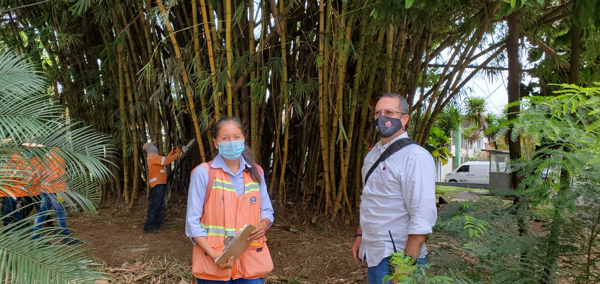 GuilleLondono's tweet photo. Nuestro equipo de #PrevencionSituacionalDelDelito acompañó a @CvcAmbiental y @PoliciaCali en la recuperación de espacio de guaduas en el barrio El Refugio, sur de Cali, donde criminales ocultaban estupefacientes para posteriormente ser vendidos en los alrededores. @SeguridadCali https://t.co/lBoqS4Rx2d
