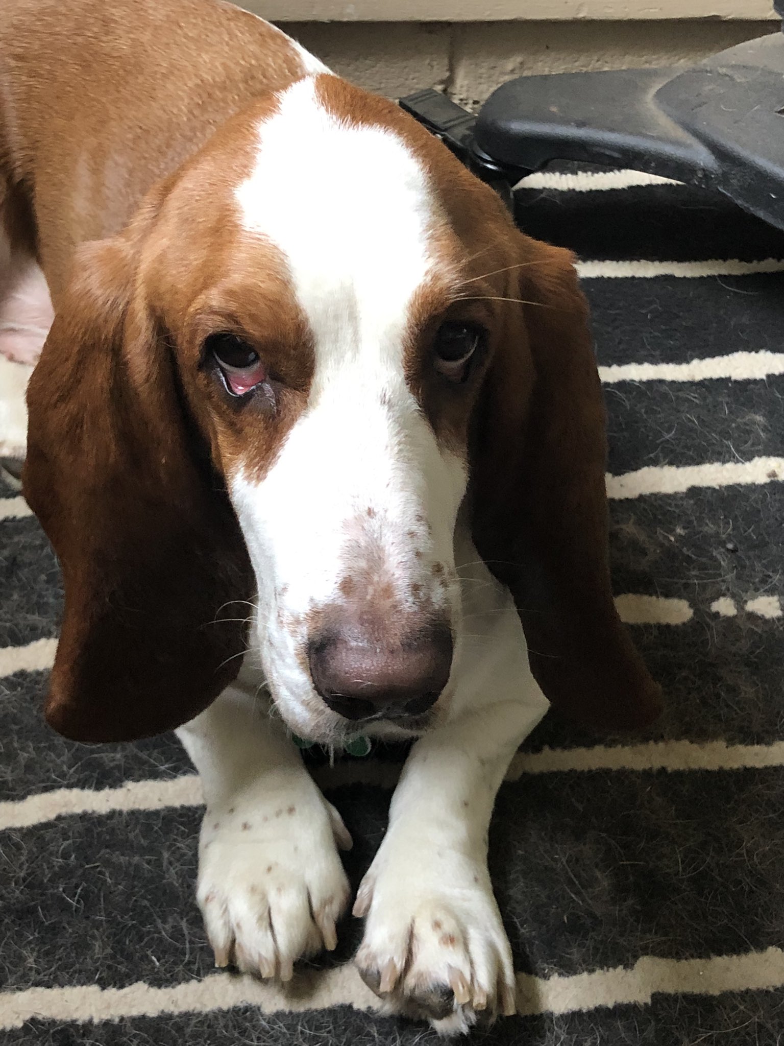 Are Basset Hounds Playful