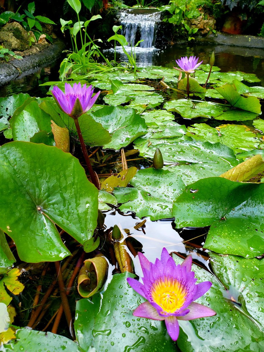 Water lilies don't mind the rain 🌧!  Frogs, mosquito-eating dragonflies, &amp; other beneficial creatures find habitat &amp; food sources amongst the roots, leaves, &amp; blooms.🌸
#WhatsBloomimgWednesday #sunkengardensstpete #tropicalgarden #floridagarden