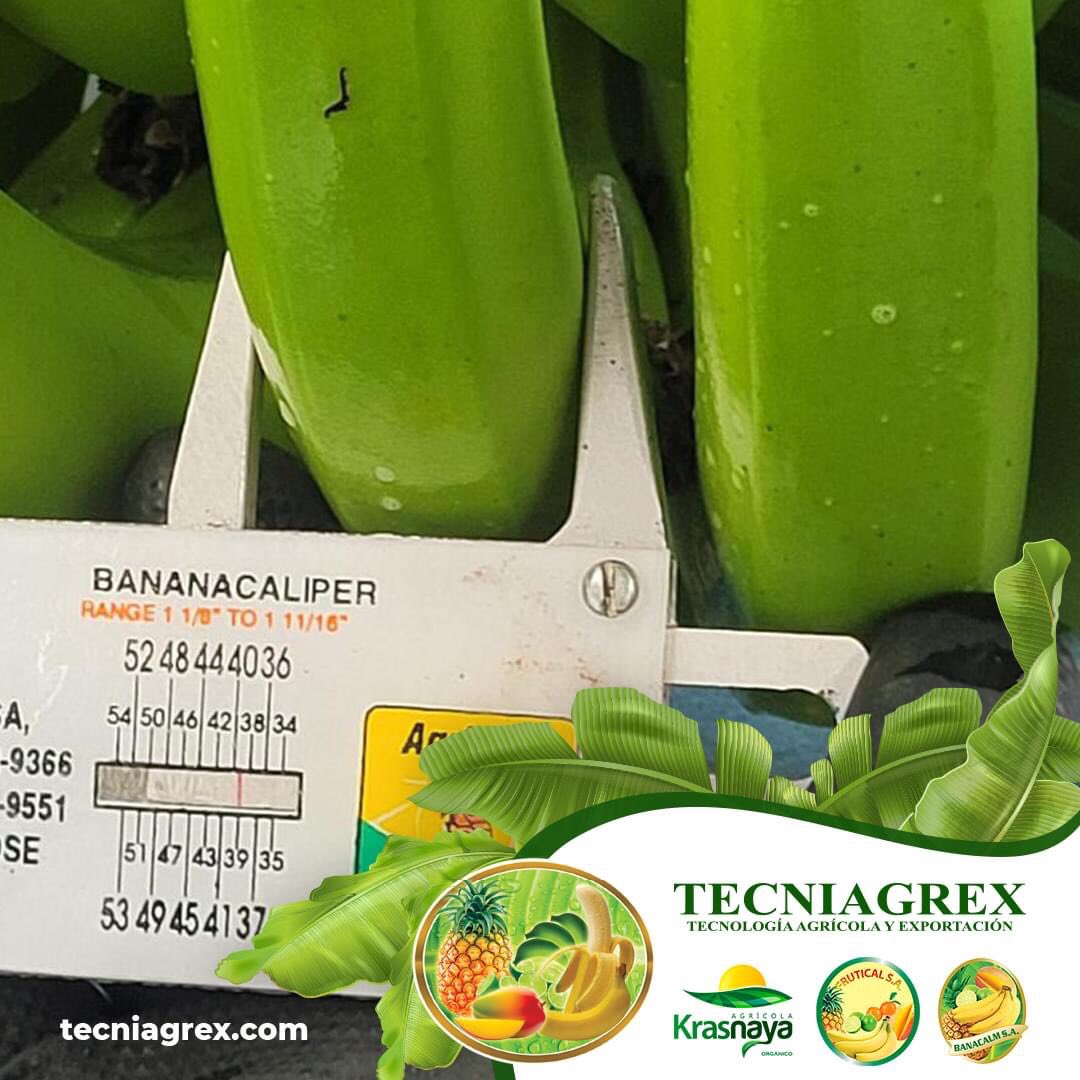 Proceso de preparación para empaque de banano: 

Se verifica y anota la calibración y la longitud del dedo de todos los racimos

#corporacionblarrion, #banana🍌, #racimos, #empaques, #calibracion, #Tecniagrex, #Frutical, #Banacalm y #Krasnaya, #Ecuador🇪🇨️, #Machala.