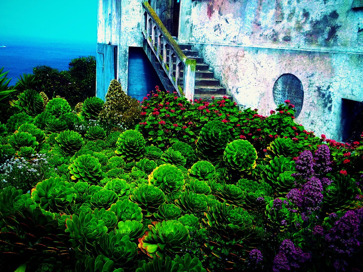 brackenmagazine's tweet photo. Today we offer the works of Karen Boissonneault-Gauthier from Issue VIII. "Redwood Knot," "Pink Poppy Pod," and "Succulents of Alcatraz." https://t.co/HbzA3Y2ZCP #BrackenMagazine #IssueVIII #photography #photographers #plantphotography https://t.co/vWEtY0DPOt