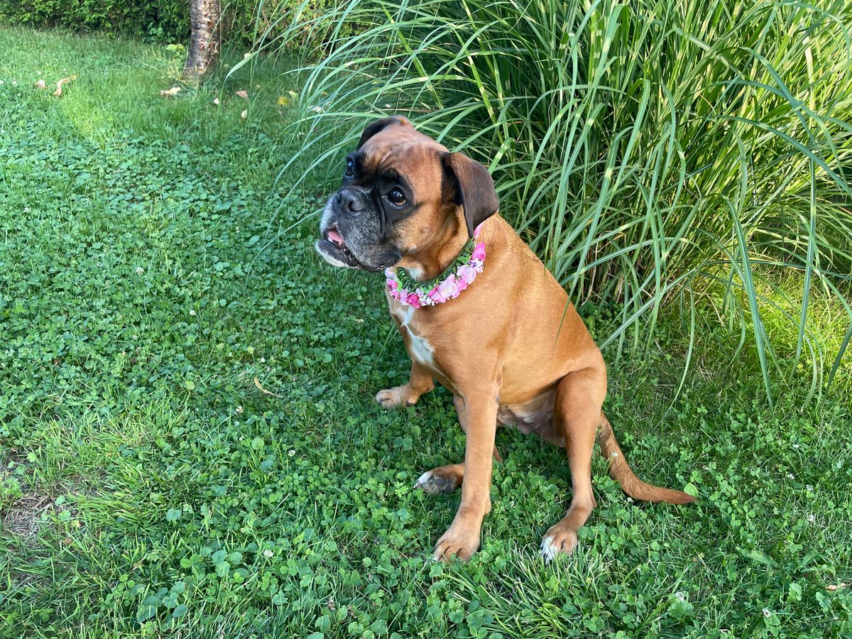 findyourflowers's tweet photo. Look at this cute model!!! 😍😍😍😍 Her name is Holly and she's my sister's dog. She modeled for the 2 other dog crowns.

#dogphotography #flowercrown #blumenkranz #blumenkrone #etsy #silkflowers #dogaccessories #photoprops #dogs https://t.co/MVcRzEVx4S