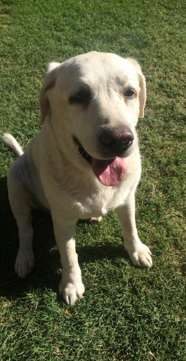 soyeldonito's tweet photo. ⚠️🙏🏻DIFUNDIR🙏🏻⚠️

Nuevamente estoy en busca de cualquiera de estos 2 tipos de insulina para mi perro Polo que sufre de Diabetes, si tenes alguna lapicera que te sobre o conoces a alguien que pueda donarnos alguna el y yo te lo vamos a agradecer para siempre ❤ Somos de Mendoza 🇦🇷 https://t.co/lgC3RqIMXY