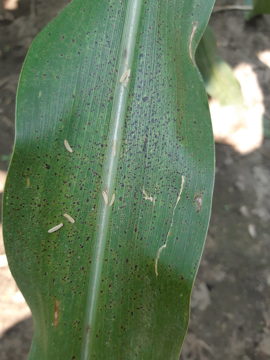 Richard Anderson tweet media