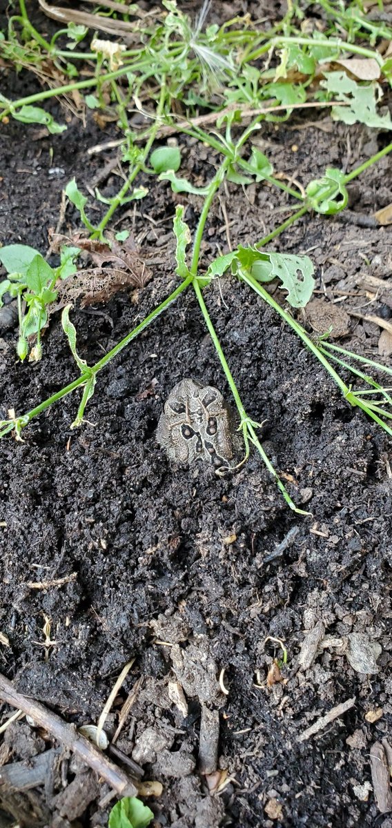 sfourstarz's tweet photo. Toad staying cool in the damp dirt next to our hose. https://t.co/8ayOM4hkyh