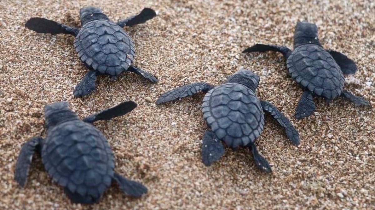 🐢Sea Turtle Nesting Season continues thru October 31.  Please bring in beach🏖️ furniture prior to dusk, fill in all holes on the beach, and shield or turn off lights💡 to prevent nest disorientation after dark! #Responsible #LongboatKey #SaveOurSeaTurtles