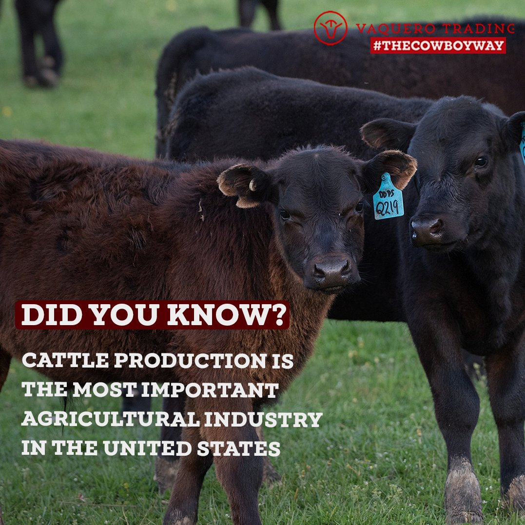 TradingVaquero's tweet photo. Cattle often accounts for the largest share of total cash receipts for agricultural commodities in the U.S.
Visit our website 🌐https://t.co/7rzLaU1xy7

#Mexicancattle #CountryLife #feeder #angus #redangus #blackangus #bovines #livestock #feedercattle #share #Vaquerotales https://t.co/gC2djDgS3p