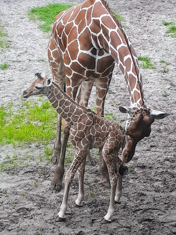 obrienboone1's tweet photo. From the happy side of life, Mom and one-week-old baby giraffe at the Jacksonville Zoo. Great place to volunteer. https://t.co/JWqHIqIYcq
