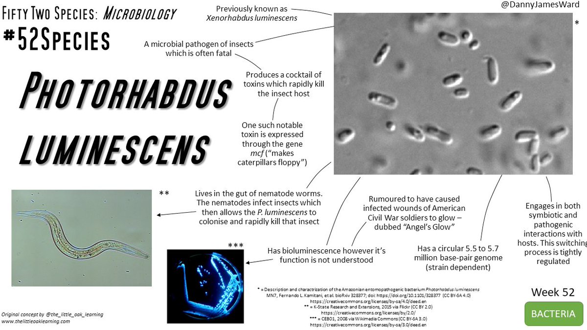 DannyJamesWard's tweet photo. #52Species Week 52 - Photorhabdus luminescens

A full year of microbes, completed! Keep your eyes peeled for the full thread &amp; accompanying blog to follow 👀 Thanks for following along with this project!

The last featured bug is this glowing bacterial pathogen of insects 🐛🦠 https://t.co/0feaxlfK7G