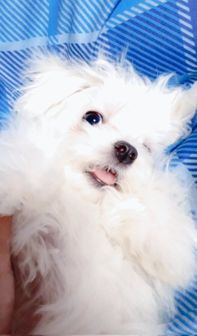 へんなじかんに、めがさめちゃったので
かわいすぎるマルチーズをおいて二度ねします。( o'ェ`o)💤💤 