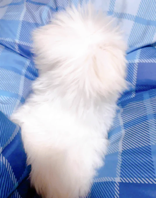 へんなじかんに、めがさめちゃったので
かわいすぎるマルチーズをおいて二度ねします。( o'ェ`o)💤💤 