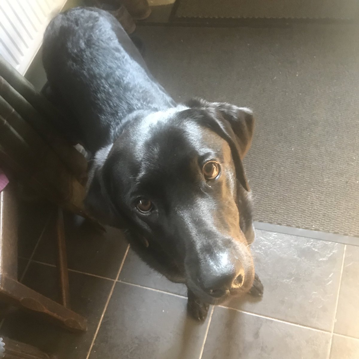 joe_saunders1's tweet image. Super Helpful Assistant Research Pooch #MovingTexts2021 #SHARPooch