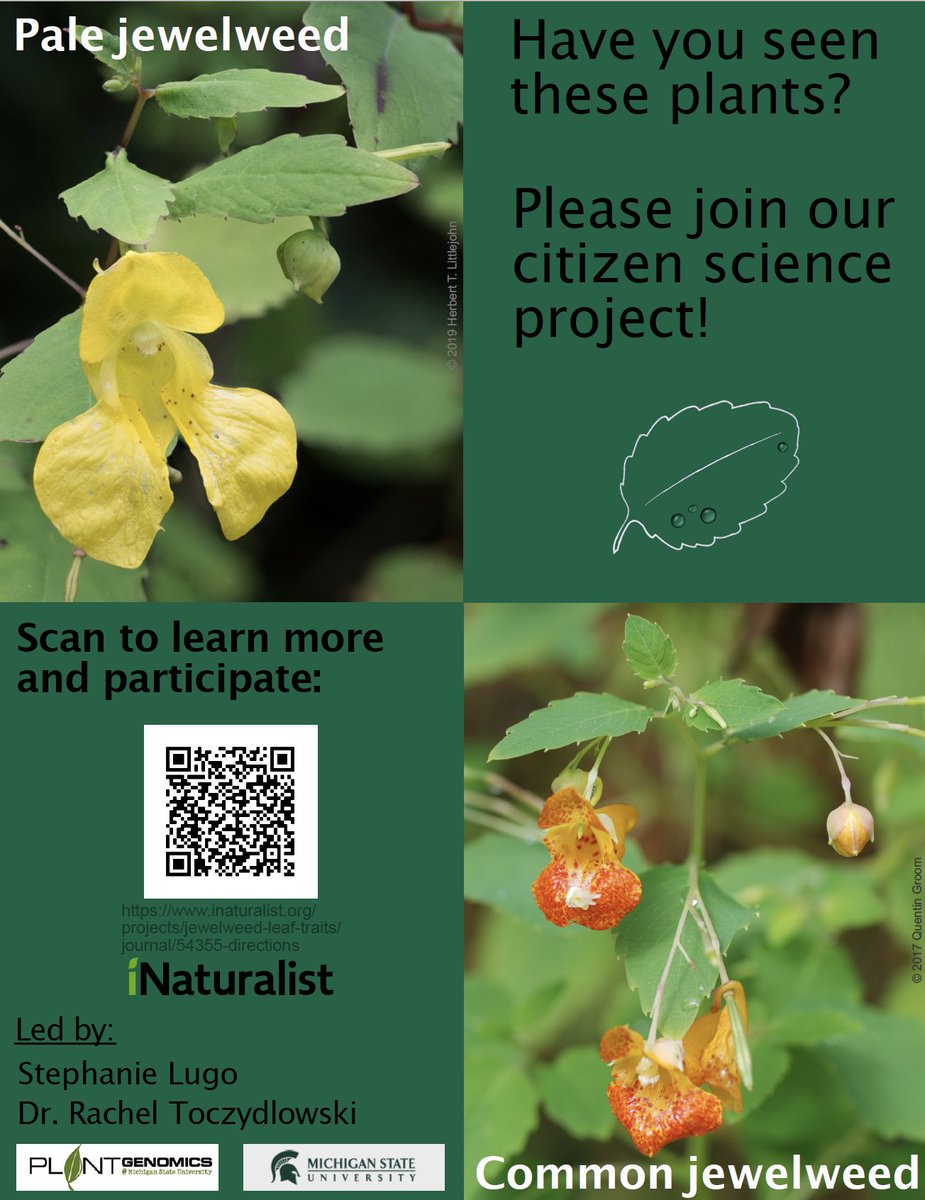 Exciting news! Stephanie Lugo González and I have officially launched the Jewelweed Leaf Trait #CitizenScience project!  

Please participate and share widely! 
inaturalist.org/posts/54355-di…

[summary below]

#scienceisfun #getoutside #REU #jewelweedleaftraits