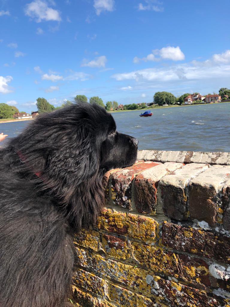 HenryPBear's tweet photo. Just a big dog taking in the view! #Newfoundland #Seascape #Chichesterharbour https://t.co/PnaD5IPkxb