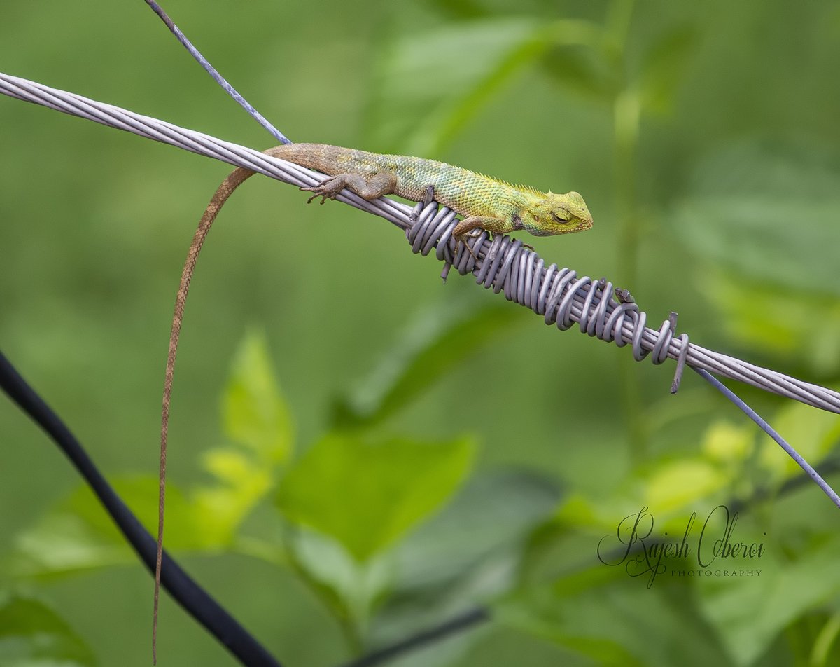 spiritualbounty's tweet photo. calotes versicolor - Indian garden lizard
#Munshipulia #lizard #reptilephotography #wildlife #nature #beauty #IncredibleIndia #photography #Mumbai #lockdown #wildlifephotography #Canon #beauty #PhotoOfTheDay #gardenlizard https://t.co/UbapOB8Dug