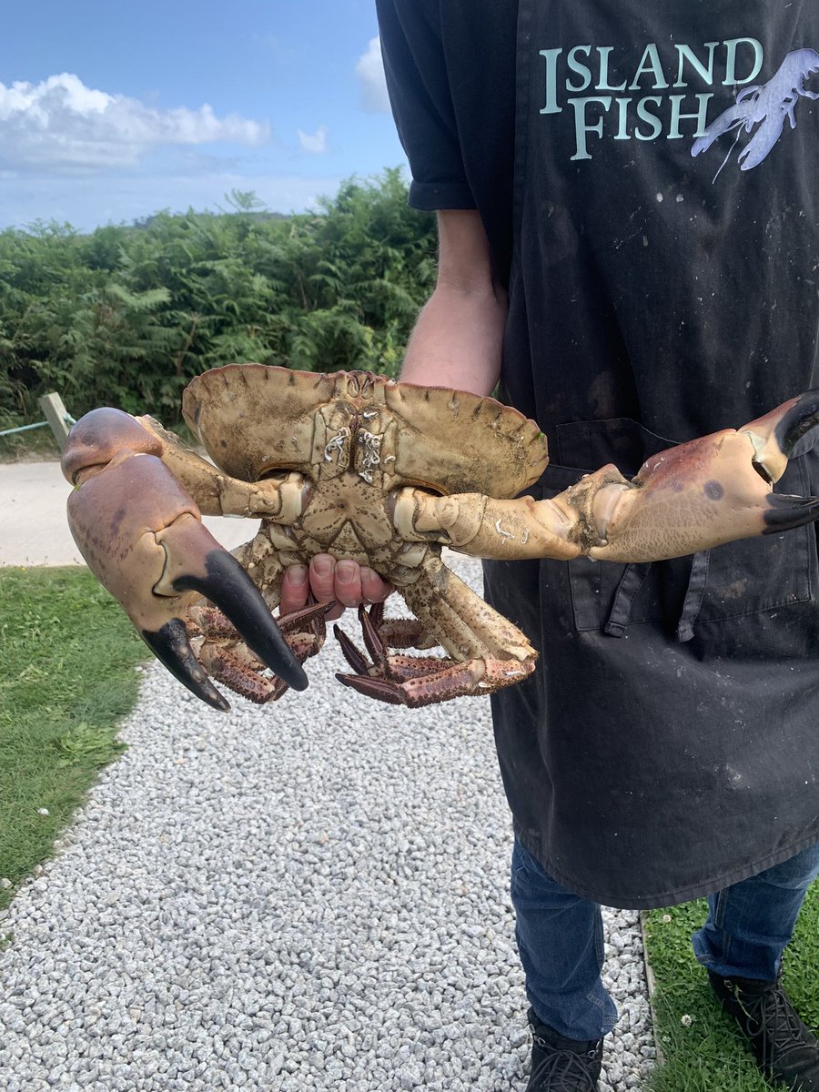 Island Fish (@iosfish) on Twitter photo Check out this monster crab 🦀 headed for <a href="/HellBayHotel/">Hell Bay Hotel</a> crab shack tonight!
#monstercrab #tresco #shellfish Check out this monster crab 🦀 headed for <a href="/HellBayHotel/">Hell Bay Hotel</a> crab shack tonight!
#monstercrab #tresco #shellfish