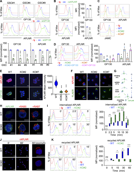 Journal of Cell Biology (@jcellbiol) on Twitter photo The glycoprotein GP130 governs the surface presentation of the G protein–coupled receptor APLNR, say Trillet et al <a href="/LabSoap/">SOAP</a>, <a href="/FRM_officiel/">Fondation pour la Recherche Médicale</a>, <a href="/InsermGrdOuest/">Inserm Grand Ouest</a>, @INSB_CNRS, <a href="/FondationARC/">Fondation ARC</a>, @UnivNantes, <a href="/SiricIliad/">SIRIC ILIAD</a>
bit.ly/3zlLvvz The glycoprotein GP130 governs the surface presentation of the G protein–coupled receptor APLNR, say Trillet et al <a href="/LabSoap/">SOAP</a>, <a href="/FRM_officiel/">Fondation pour la Recherche Médicale</a>, <a href="/InsermGrdOuest/">Inserm Grand Ouest</a>, @INSB_CNRS, <a href="/FondationARC/">Fondation ARC</a>, @UnivNantes, <a href="/SiricIliad/">SIRIC ILIAD</a>
bit.ly/3zlLvvz
