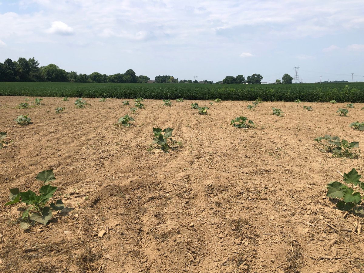 IdeaCoopIndiana's tweet photo. The pumpkin patch at the IoT Smart Farm located at Idea Co-op is looking good!! To learn more about the smart farm, please visit https://t.co/0C0gp5hYko  #agtech #ninestarconnect #hancockcountyindiana #econdev https://t.co/AzMD9TtCJo