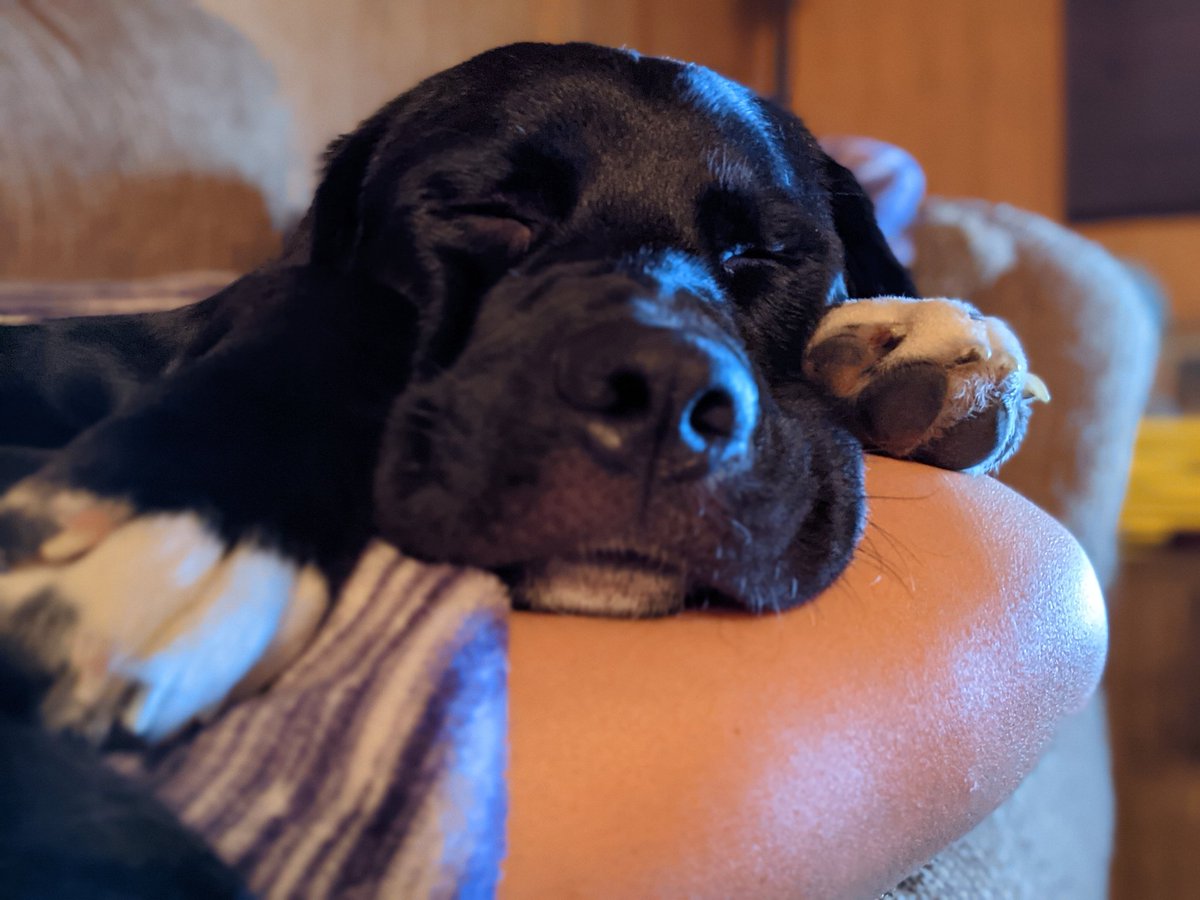 rascalrooo's tweet photo. @bunsenbernerbmd "Once I was wolf, now I am couch potato" https://t.co/NZClwWYtaX