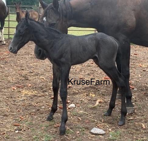 Brand new black colt born this morning. Our last foal for this season. He just may be a keeper. 🥰 <a href="/farm_kruse/">KruseFarm</a> <a href="/CircleGallop/">GallopCircle</a> <a href="/CircleEquine/">EquineCircle</a> <a href="/AQHA/">AQHA</a>