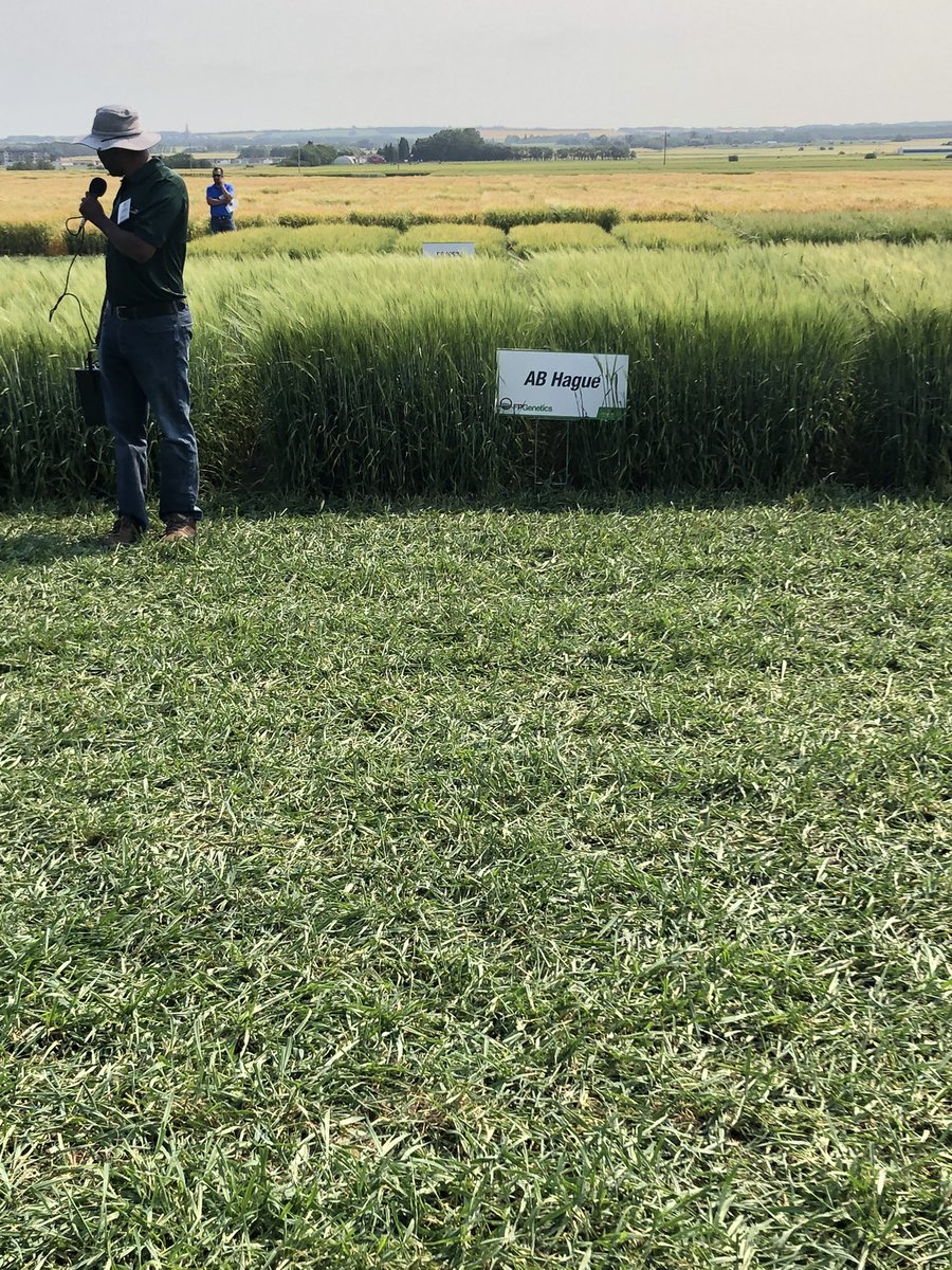 herman77c's tweet photo. Great day at FCDC @OldsCollege. Looking at the feed and forage lines including AB Hague from @FPGenetics. https://t.co/2hW8NgPfOo