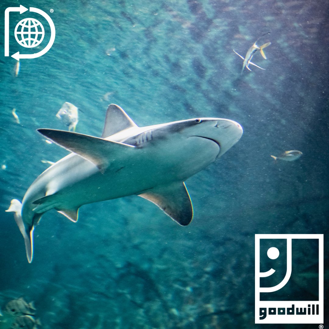 When you donate a car to MERS Goodwill, you'll receive four tickets to @AquariumSTL for a day of fun & fins! We accept donations of all vehicles! Follow the link to get started w/ your donation. bit.ly/3iiSrCy #MERSGoodwill #Goodwill #Donate #GiveLocal #STLAquarium