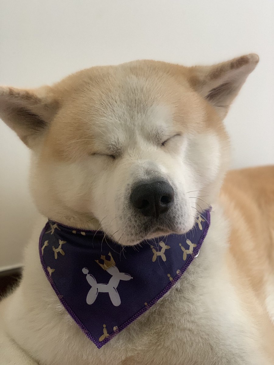andybb4ll's tweet photo. De mis meses más duros fue este al ver a este angelito enfermo! Ya recuperándose y quería agradecer enormemente a Los Ángeles q me ayudaron a este señor esté sano y salvo ya que esté chandosin es el centro de mi hogar! @shamyrcr @KevinChaverraB @FerQu11 #clinicavetbogota #vetplus https://t.co/KievvBU4Os