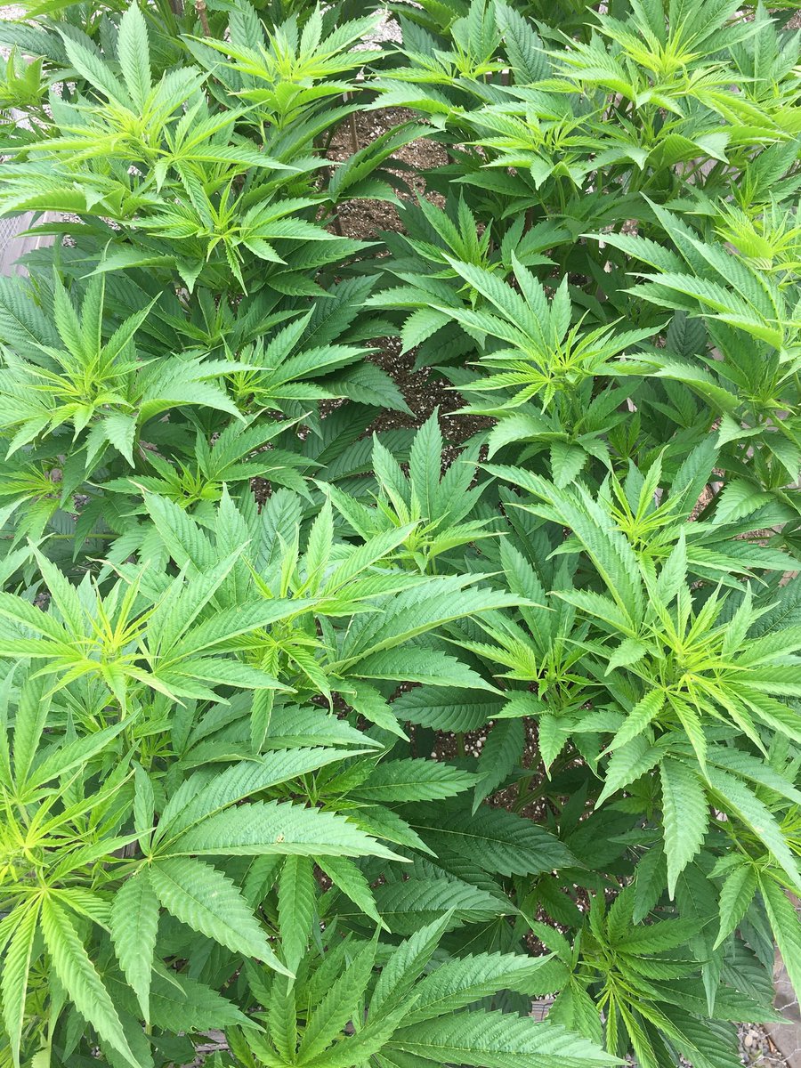 kingxxxpig42's tweet photo. #ogmuff #StonerFam #growyourown https://t.co/GRvnHEFLR2